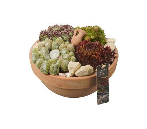 Succulenten arrangemente