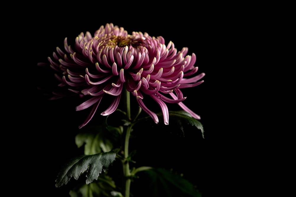 Deko Chrysanthemen