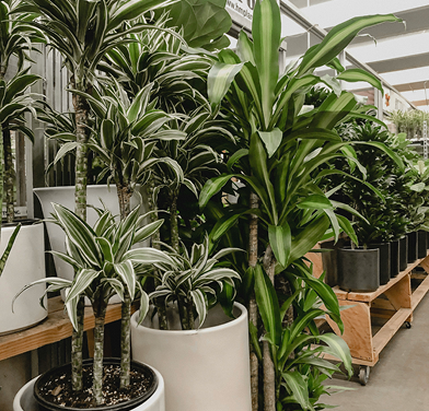 Planten in bloemenwinkel