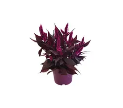 Celosia Pflanzen-grid