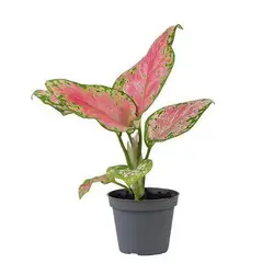 Denmark Aglaonema-grid
