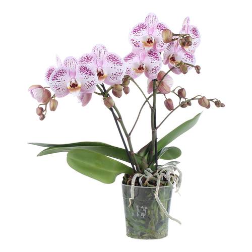 Phalaenopsis aus der optiflor-gärtnerei