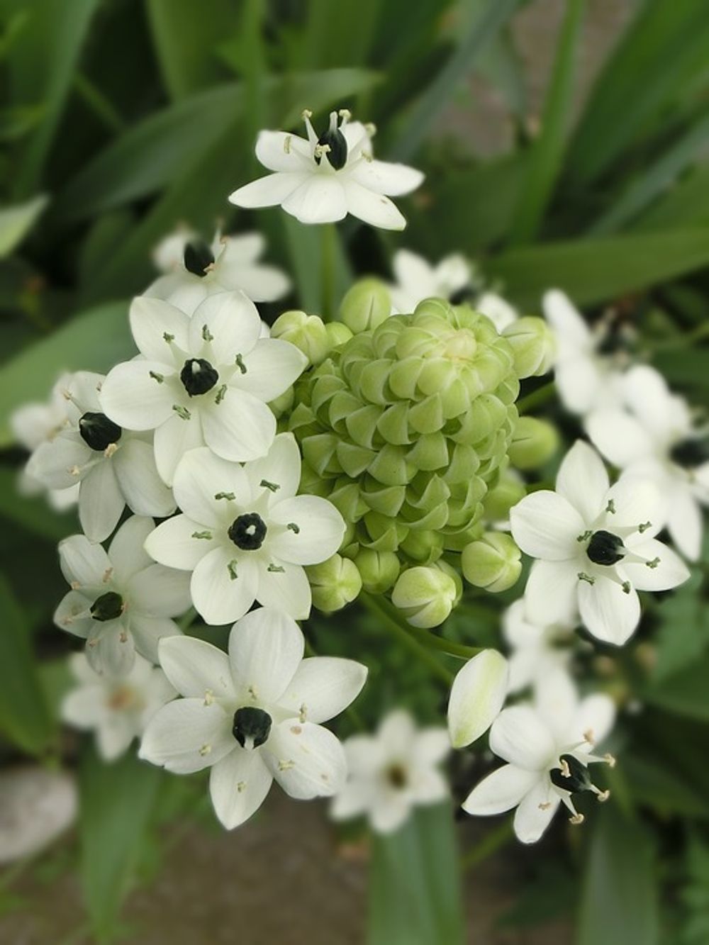 Ornithogalum 