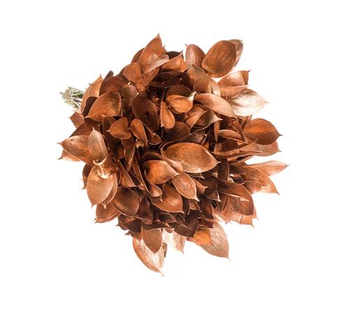 Sonstige arten schnittgrün gefärbt