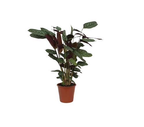 Calathea pflanzen