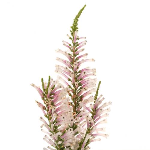 Sonstige arten herbstblumen