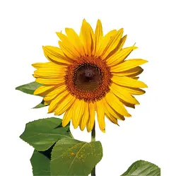 saison Blumen-grid