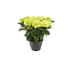 Hortensien Pflanzen Gross-grid