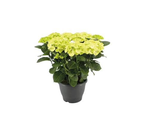 Hortensien Pflanzen Gross