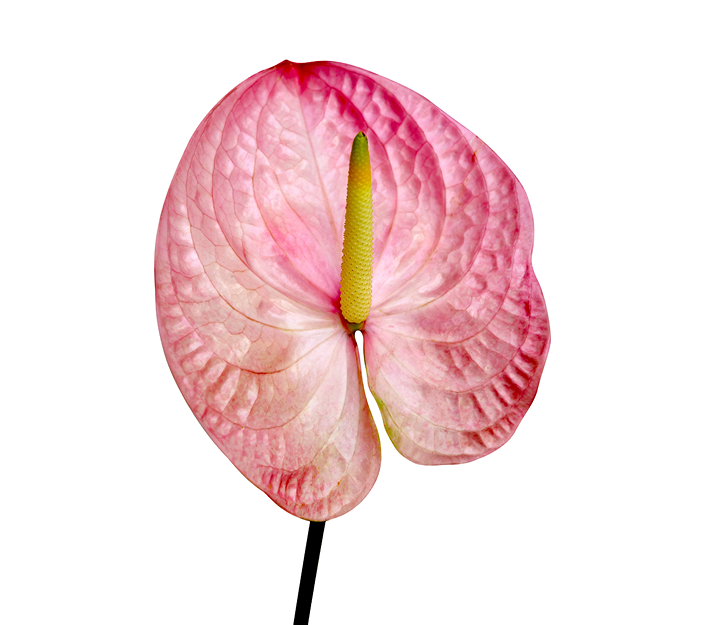 Anthurium