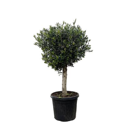 Olea (olive)