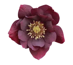 Helleborus-grid Helleborus-grid