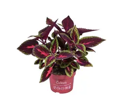 Sonstige Arten grüne Beet & Balkon Pflanzen-grid