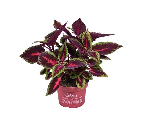 Sonstige arten grüne beet & balkon pflanzen