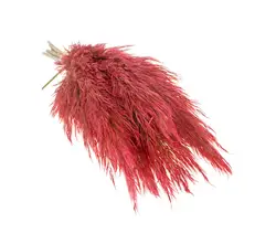 Ziergras gefárbt-grid