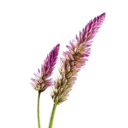 Celosia-grid Celosia-grid