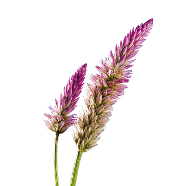 Hahnenkamm & celosia