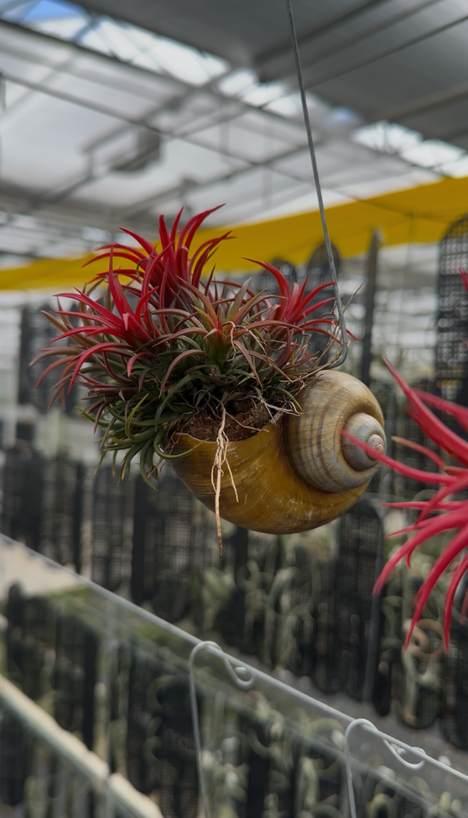 Slider - Ansu Plantae