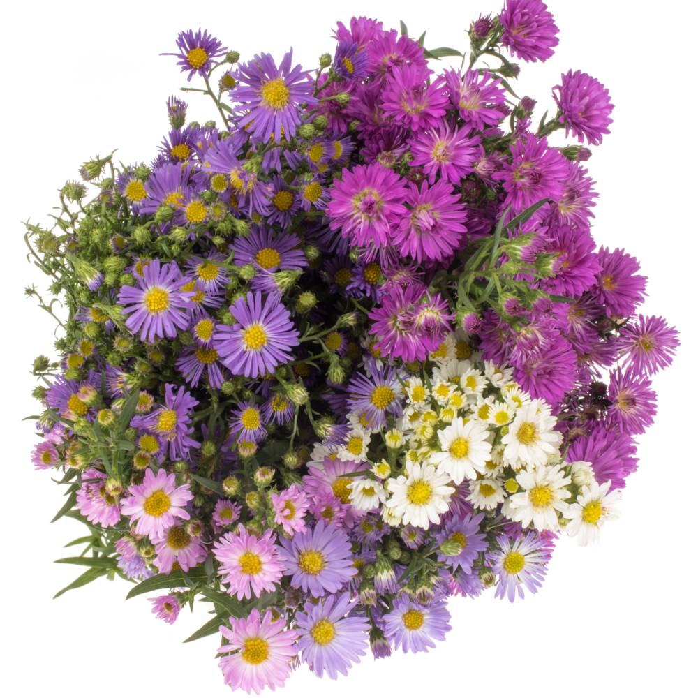 Astern (Septemberkraut)