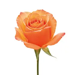 Rosen orangeton-grid