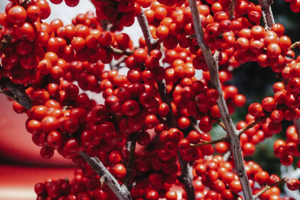 Beeren Am Stiel