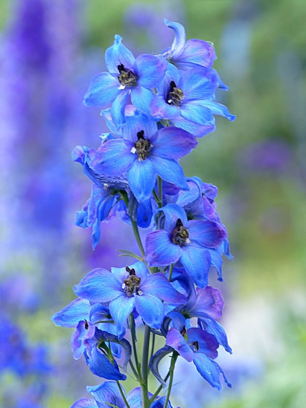 Delphinium