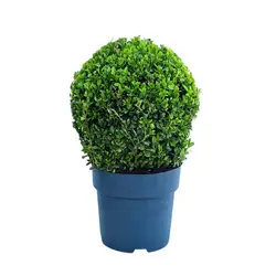 Buchsbaum (buxus)-grid