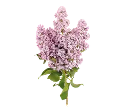 Syringa-grid Syringa-grid