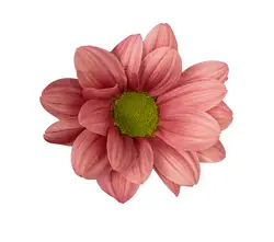 Tros Chrysanthemen-grid