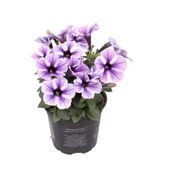 Petunia Pflanzen-grid
