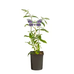 Blühende Gartenpflanzen-grid