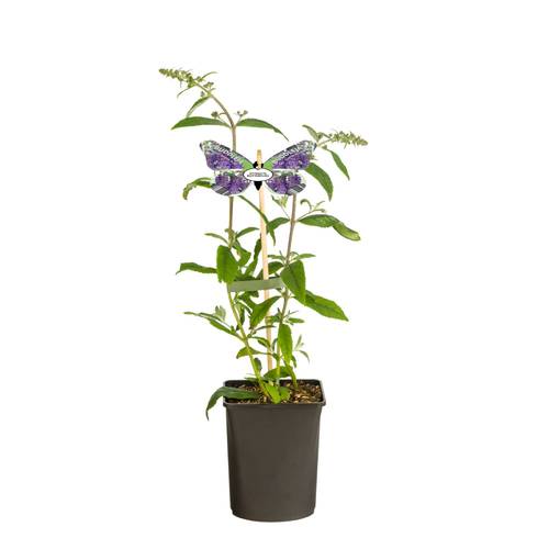 Blühende Gartenpflanzen