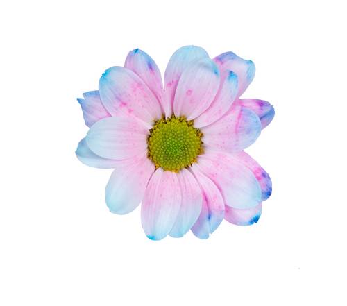 Tros Chrysanthemen gefärbt