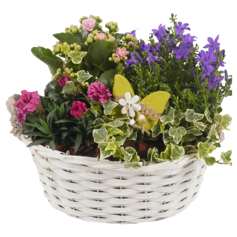 Pflanzen Arrangemente