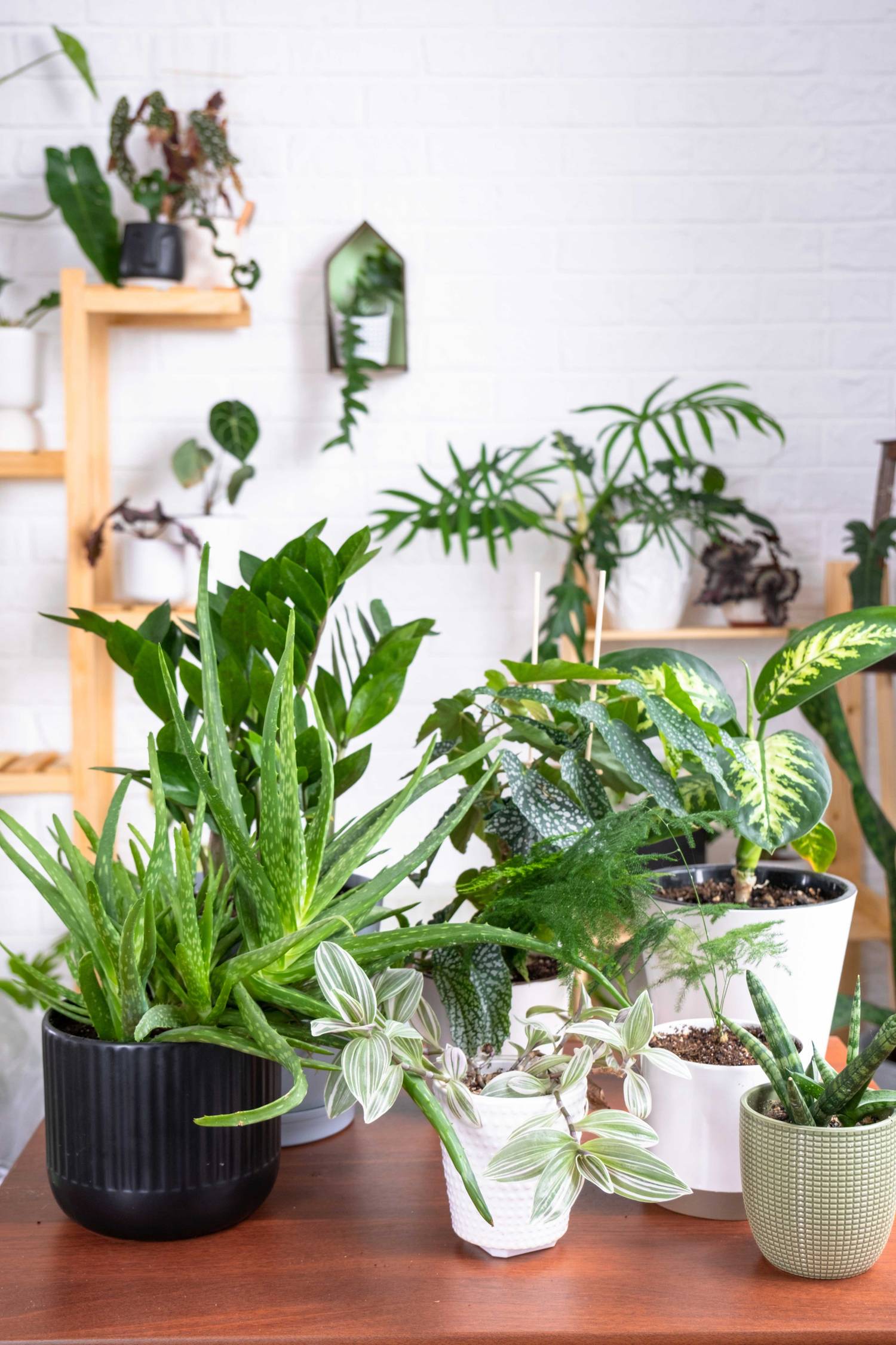 Meerdere kamerplanten