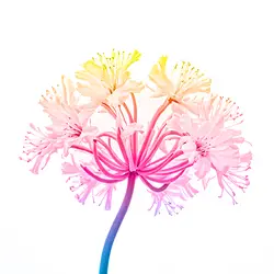 AgapanthusGefärbt-grid