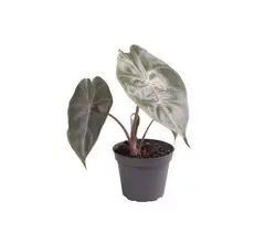 Alocasia Pflanzen-grid