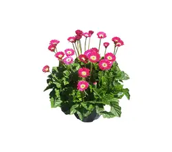 Gerbera Pflanzen-grid