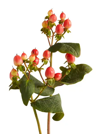 Hypericum-grid Hypericum-grid