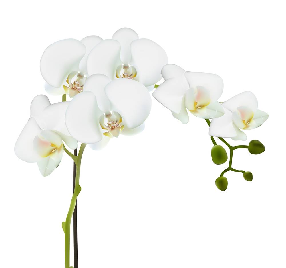 orchideen