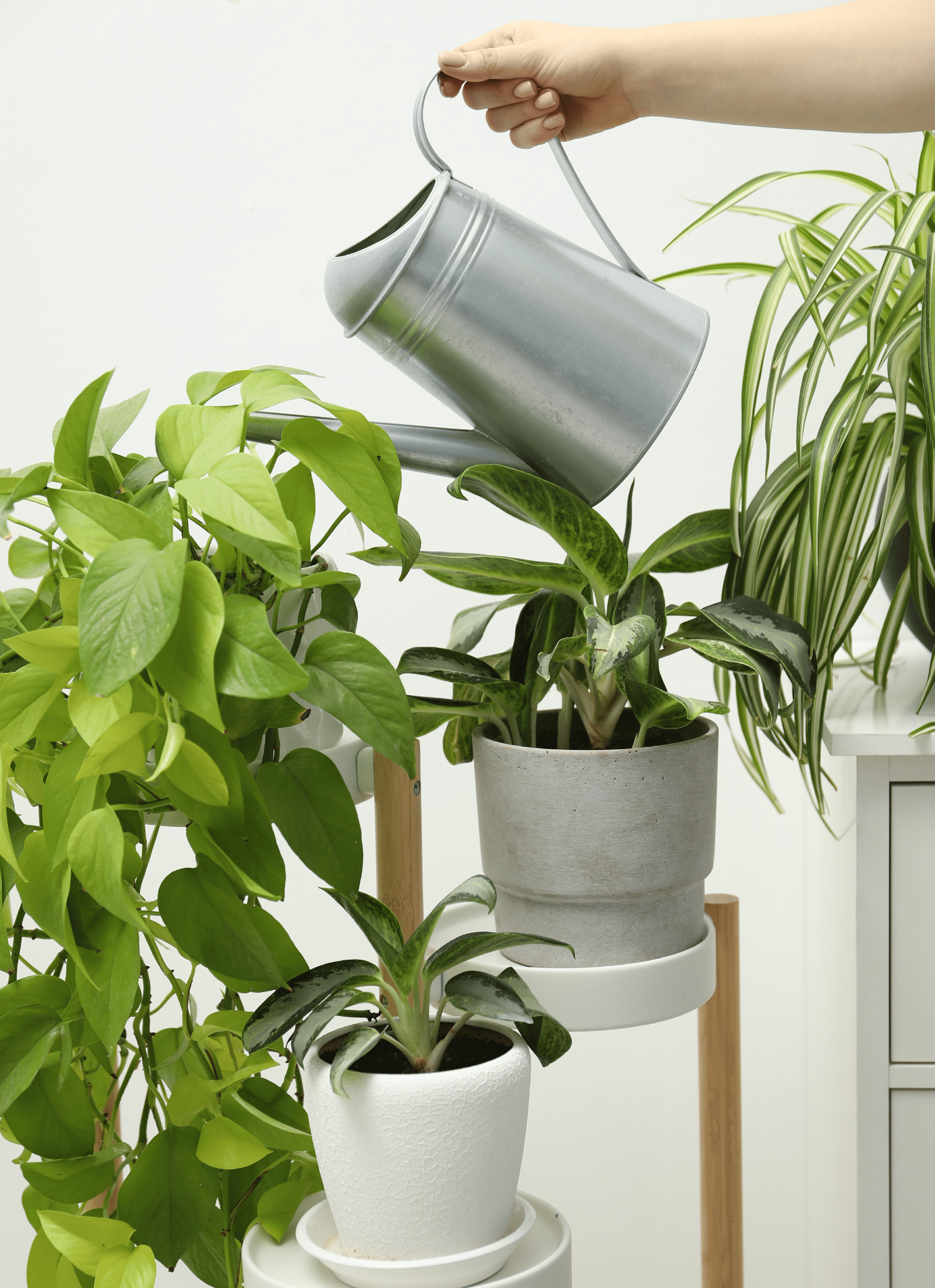 Planten water