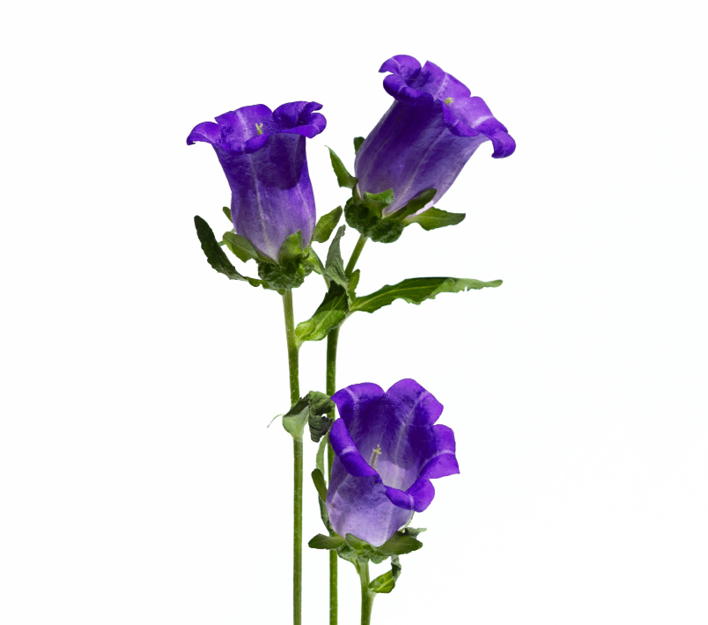 Campanula