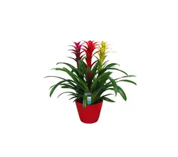Guzmania Pflanzen-grid