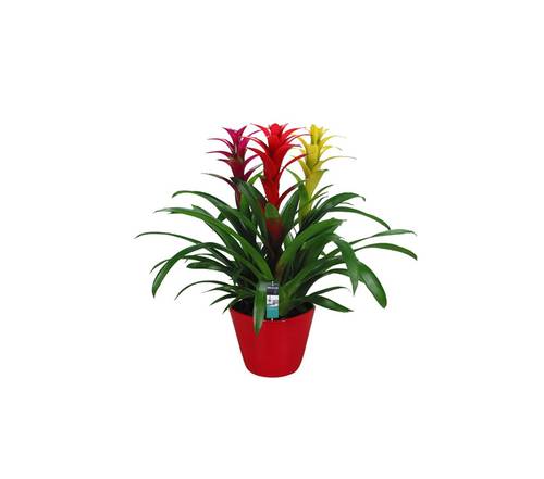 Guzmania pflanzen