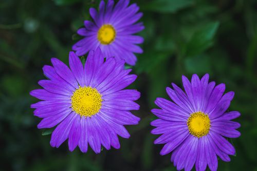 Tros chrysanthemen von freiland