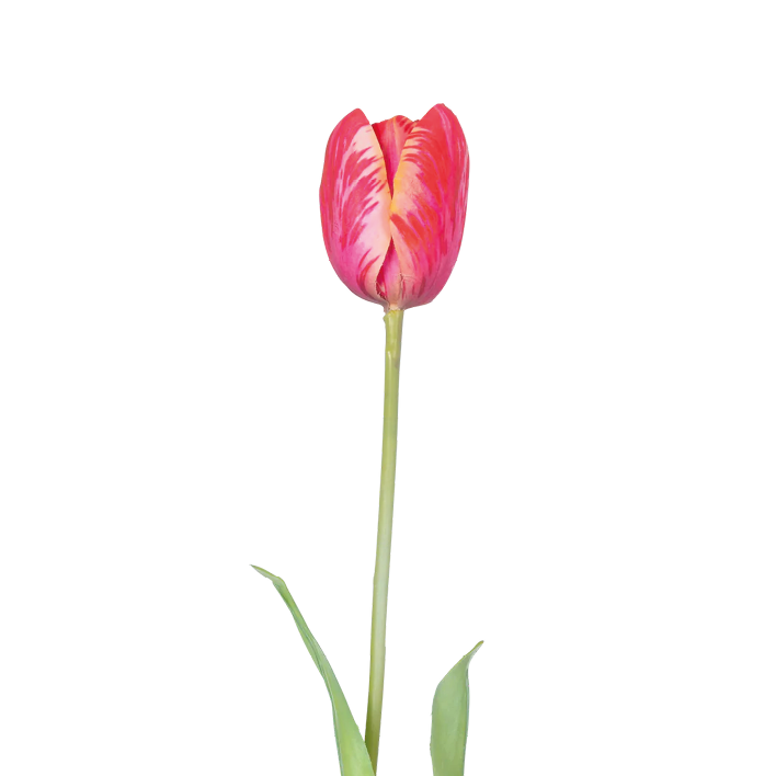 Französische Tulpen