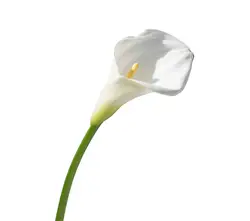 Calla Grid Calla Grid