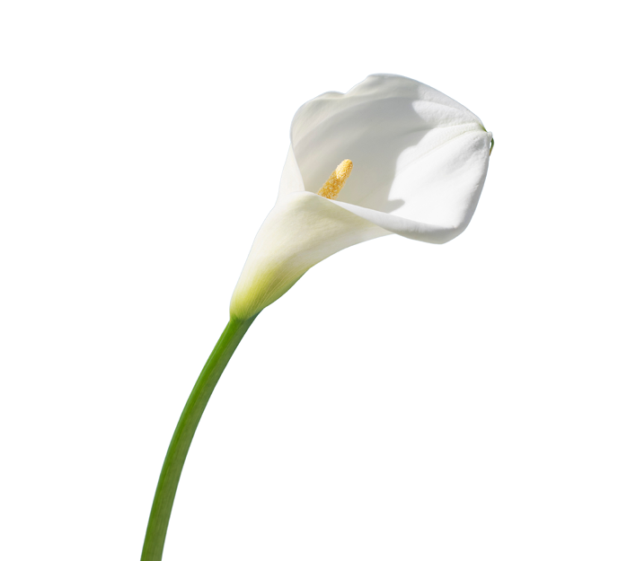 Calla 