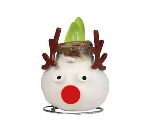 Wachs amaryllis-hyazinth