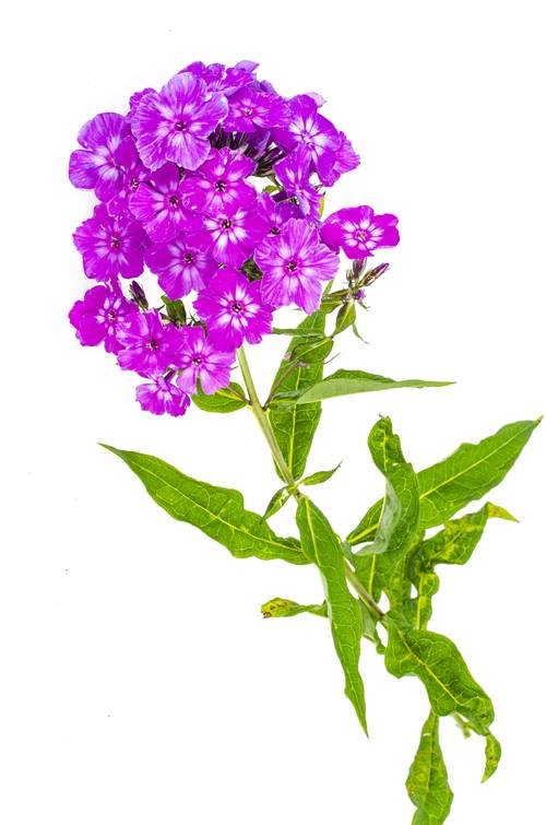 Phlox